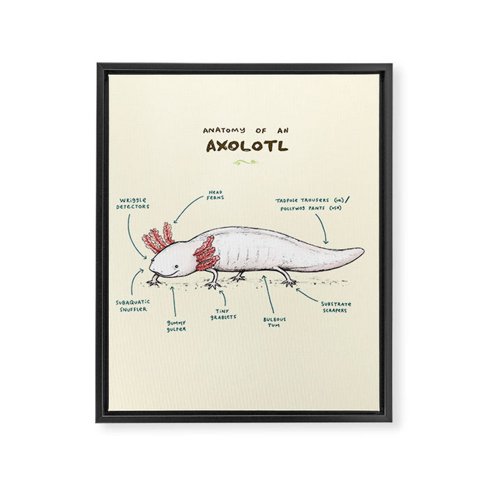 Anatomy of an Axolotl Framed Canvas Print Gallery Image 1