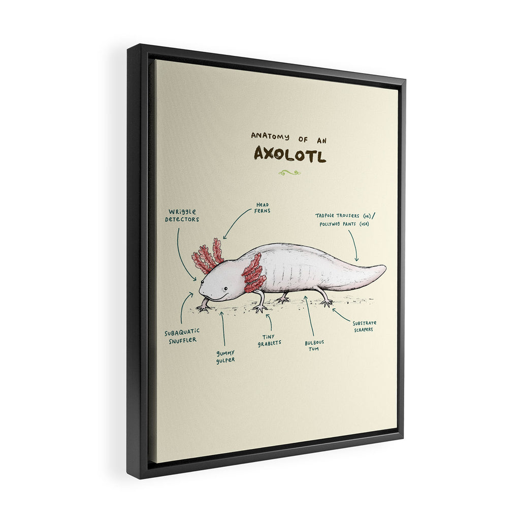 Anatomy of an Axolotl Framed Canvas Print Gallery Image 2