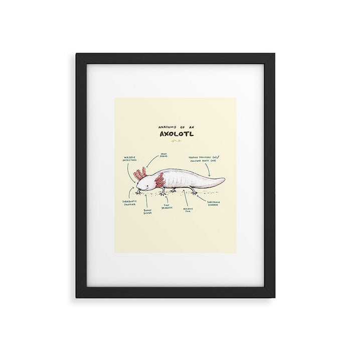 Anatomy of an Axolotl Framed Art Print Gallery Image 1
