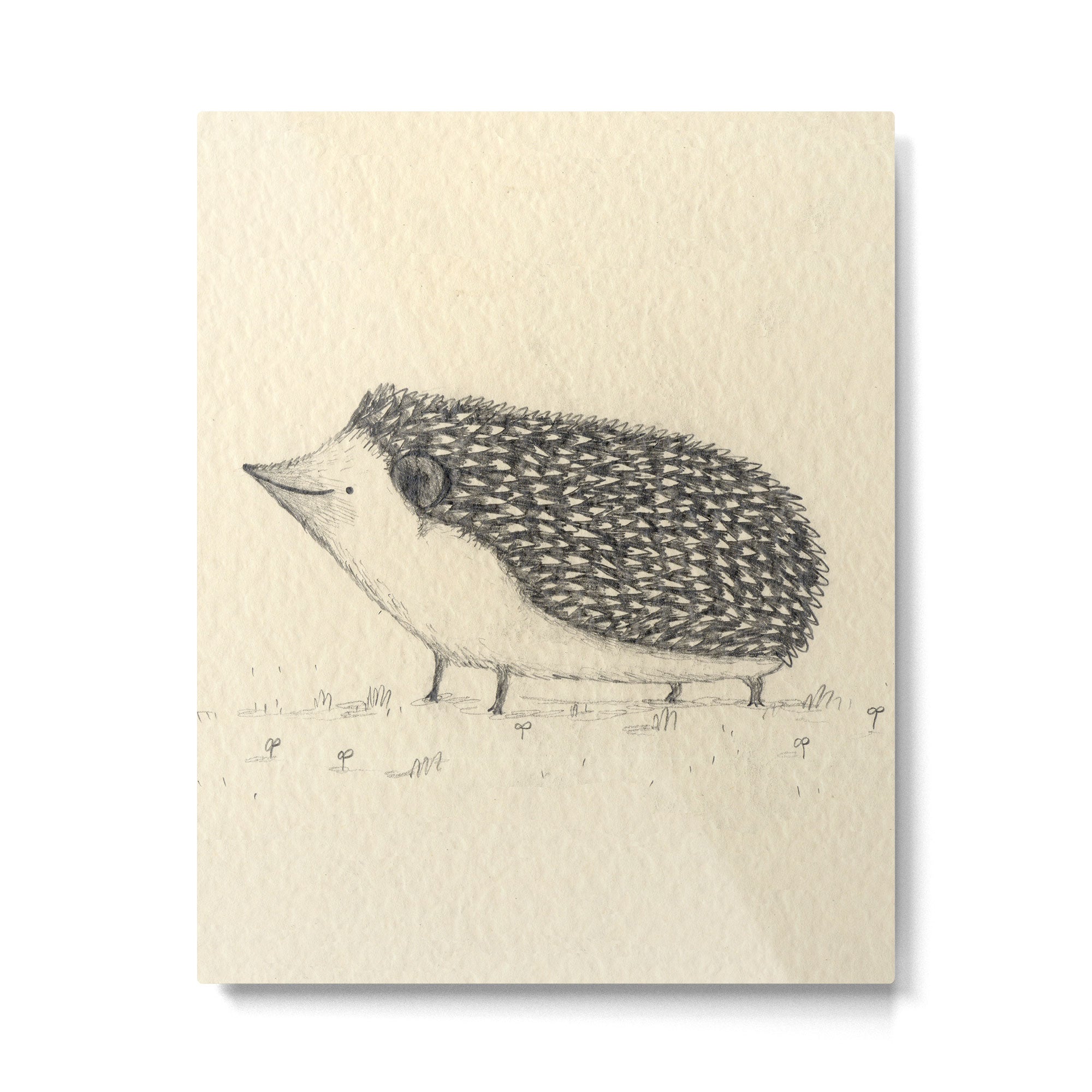 Monochrome Hedgehog Metal Print Gallery Image 6