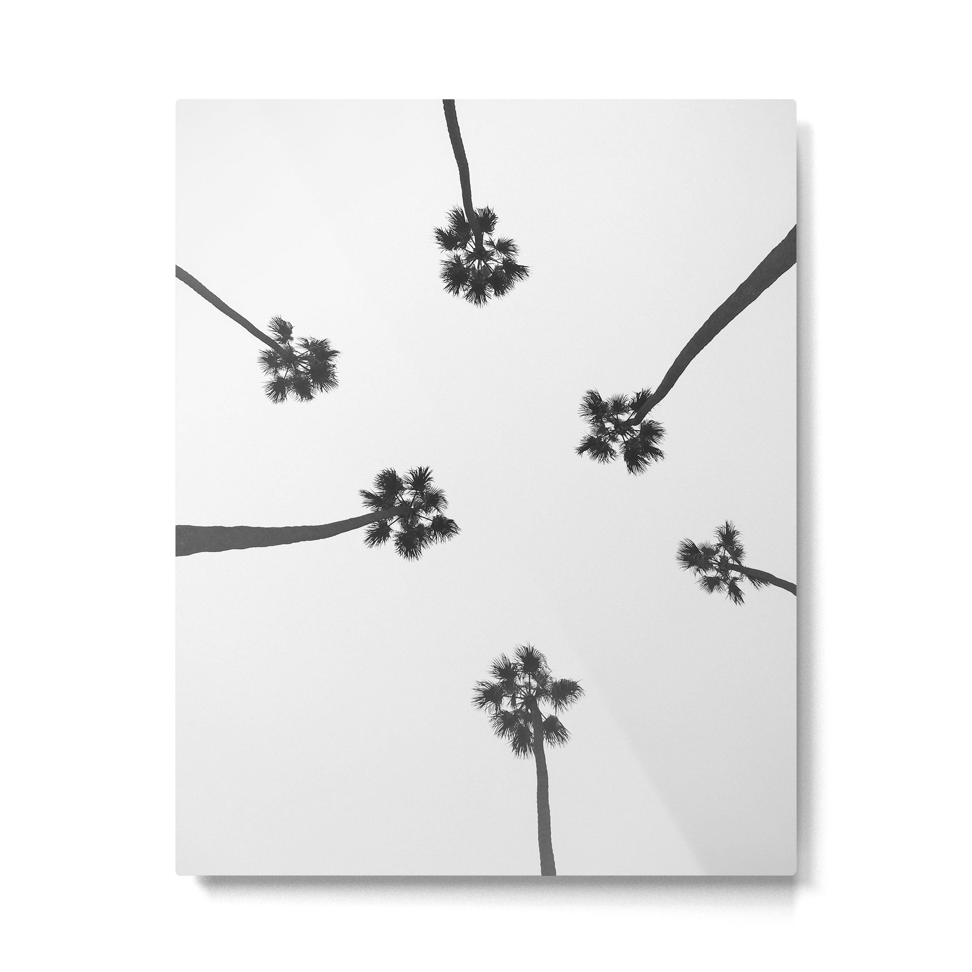 Black and white palms photo Metal Print Gallery Image 4