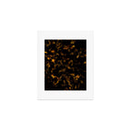 Tortoise Art Print Gallery Image 1