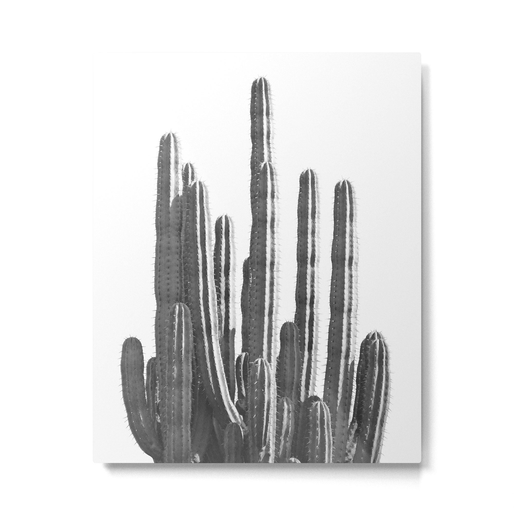 Black and White Cactus Metal Print Gallery Image 4