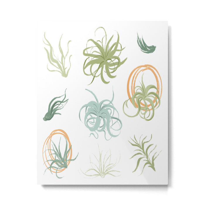 Air Plants Metal Print Gallery Image 1