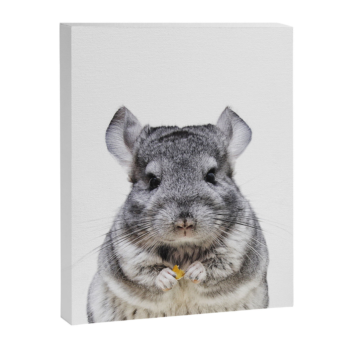 Chinchilla Canvas Print Gallery Image 6