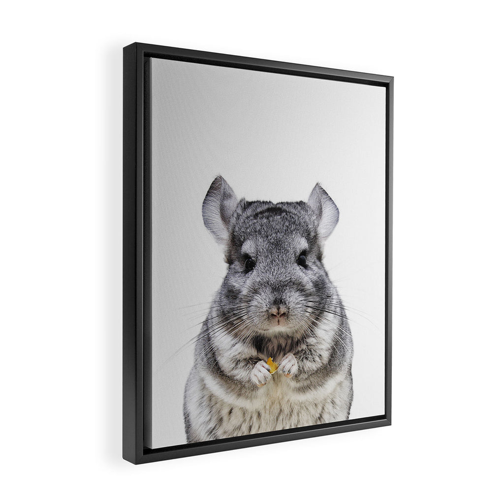 Chinchilla Framed Canvas Print Gallery Image 2