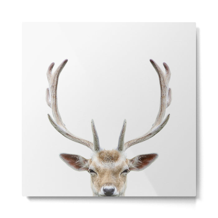 Deer Head Metal Print Gallery Image 1