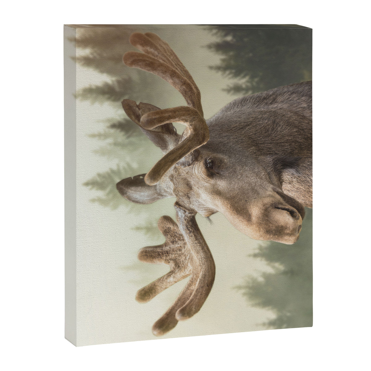 Moose Canvas Print Gallery Image 8