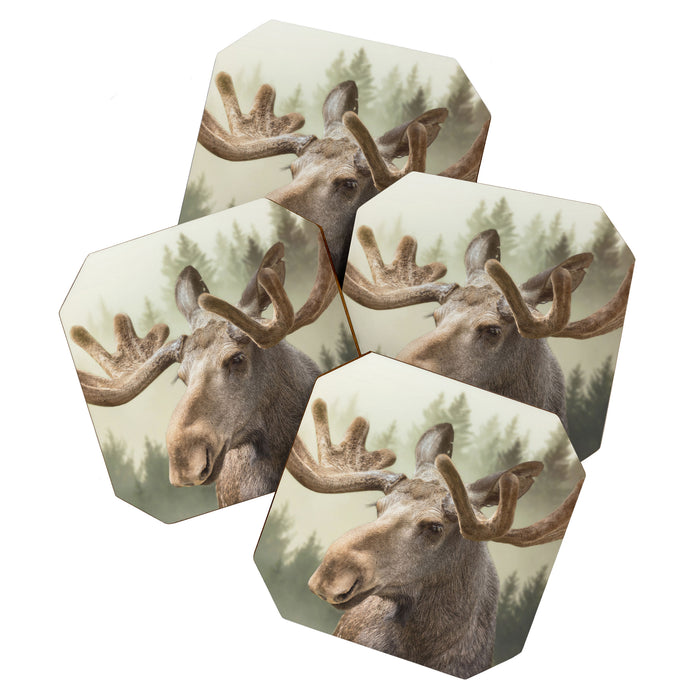 Moose Coaster Gallery Image 1