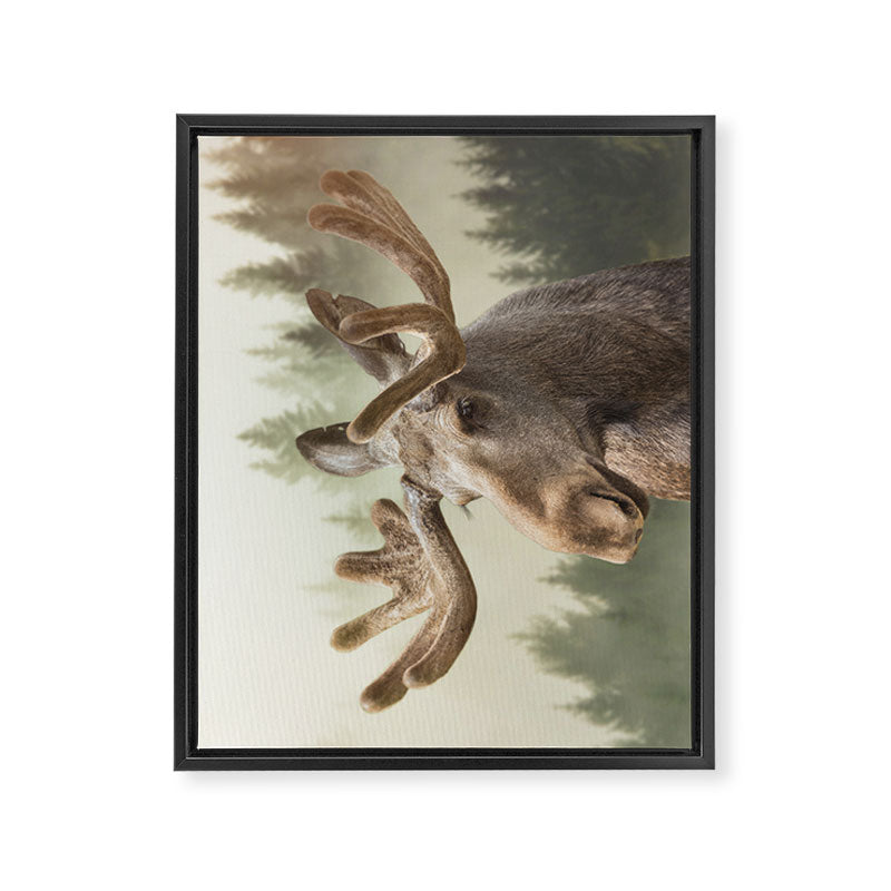 Moose Framed Canvas Print Gallery Image 8