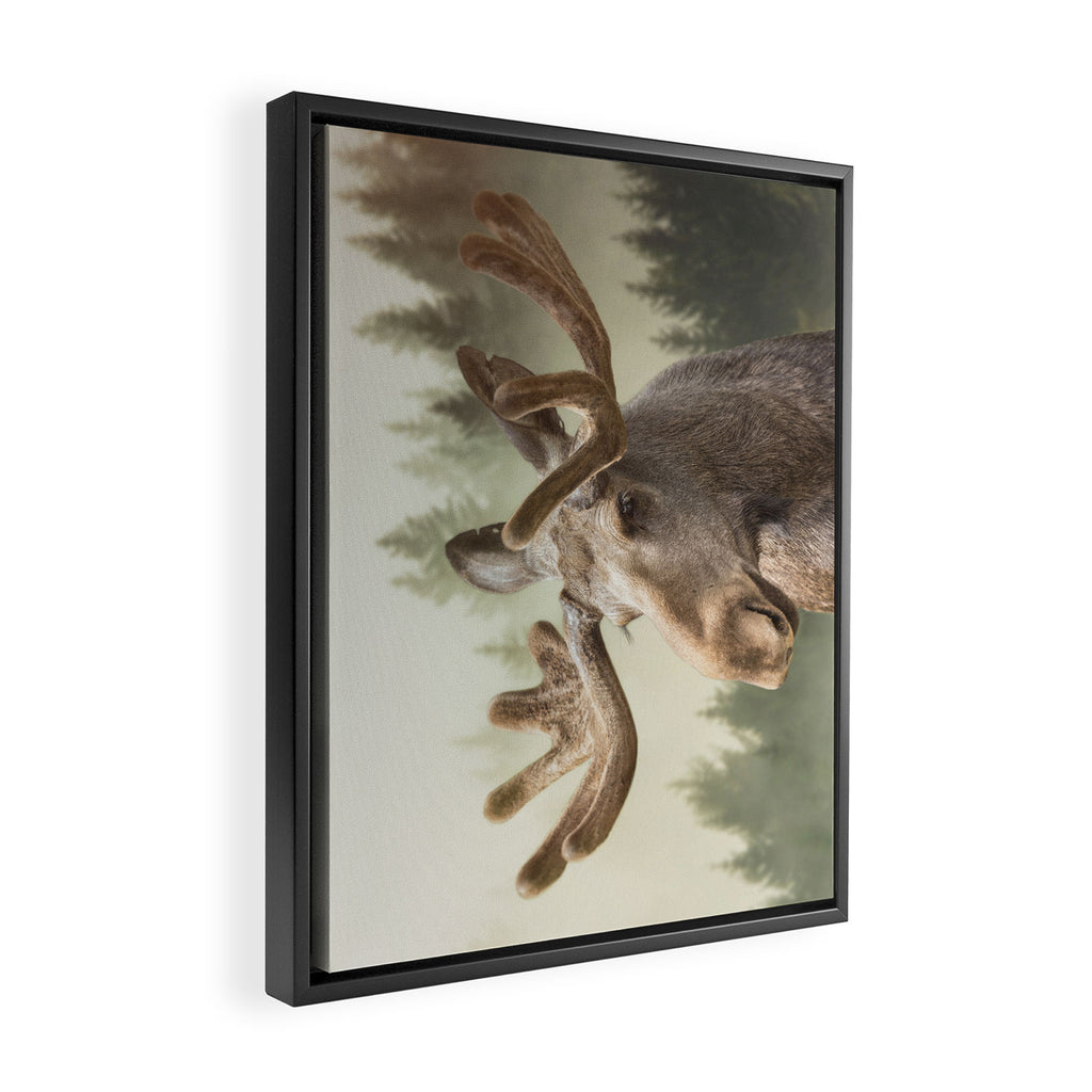 Moose Framed Canvas Print Gallery Image 2