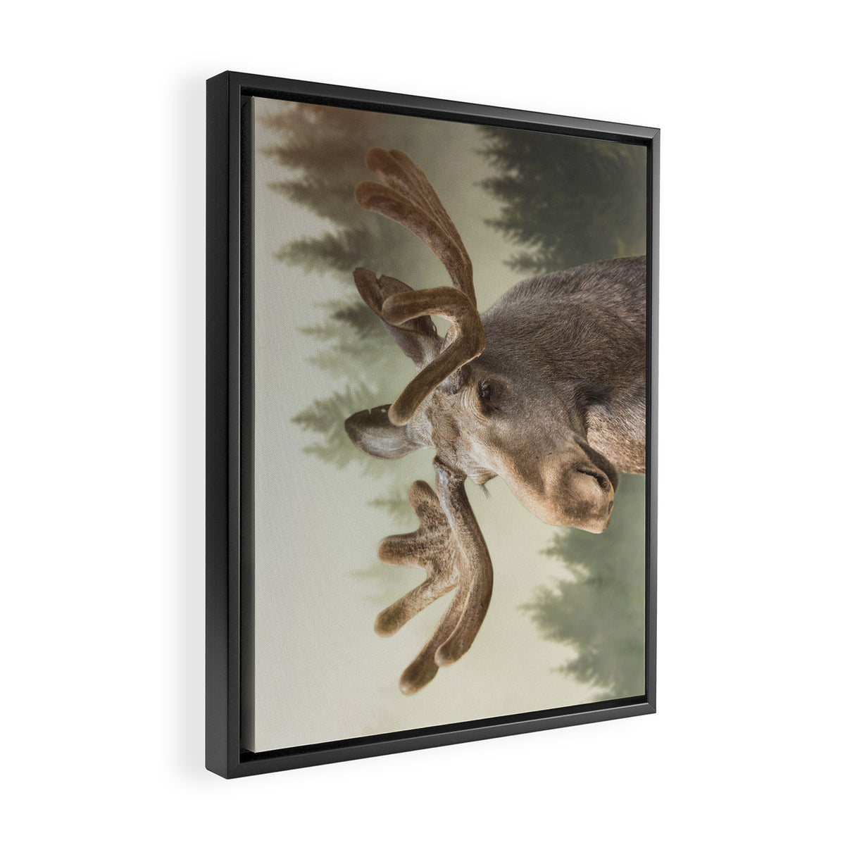 Moose Framed Canvas Print Gallery Image 2