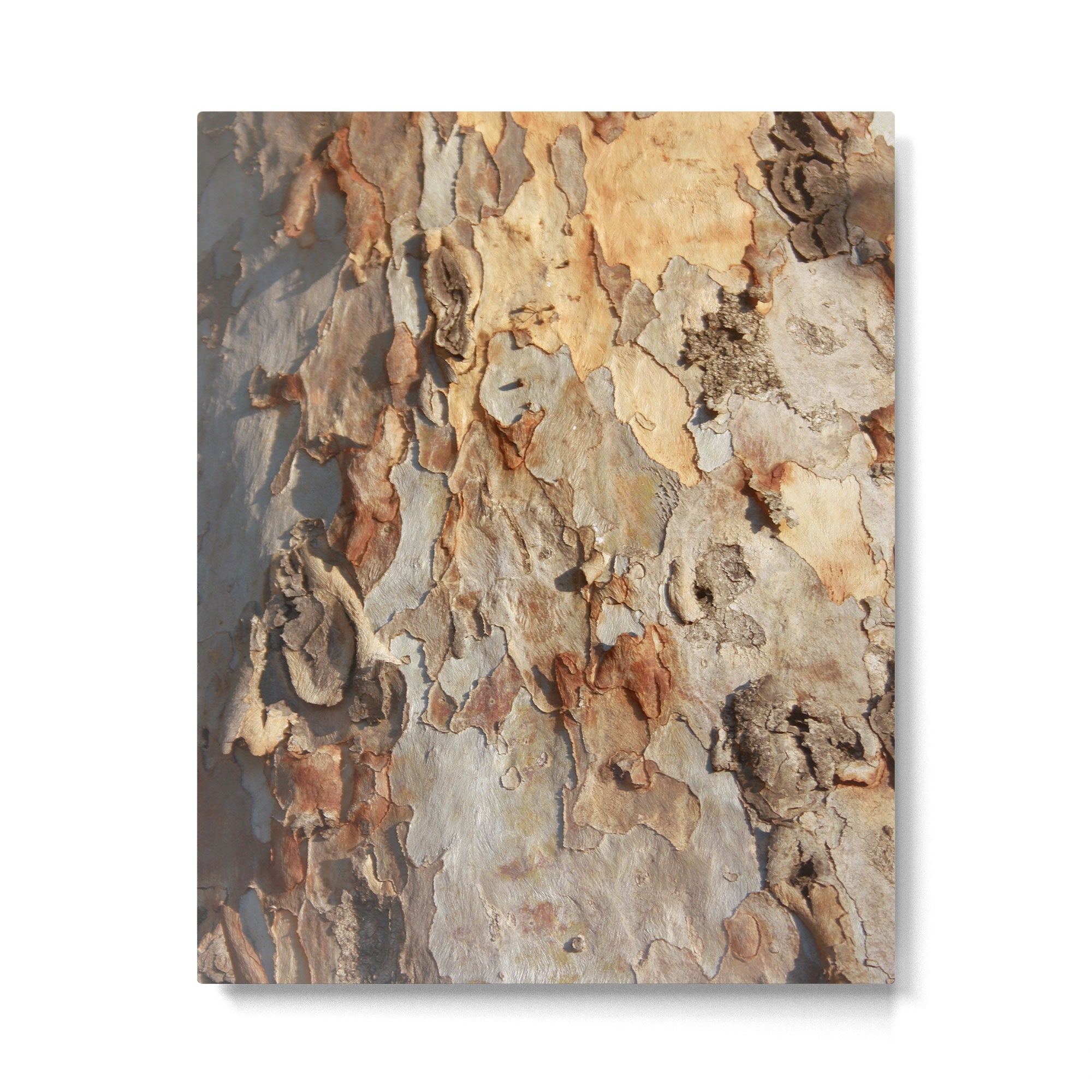 Eucalyptus Tree Peeling Bark Abstract Metal Print Gallery Image 6