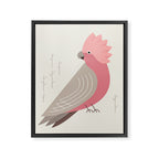 Galah, Bird of Australia Framed Canvas Print Gallery Image 8