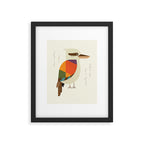 Laughing Kookaburra Framed Art Print Gallery Image 6