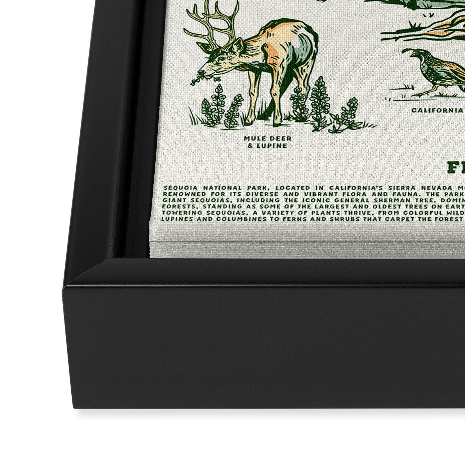 Sequoia National Park California Adventure Travel Art Print Framed Canvas Print Gallery Image 3