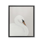 White Swan Framed Canvas Print Gallery Image 6
