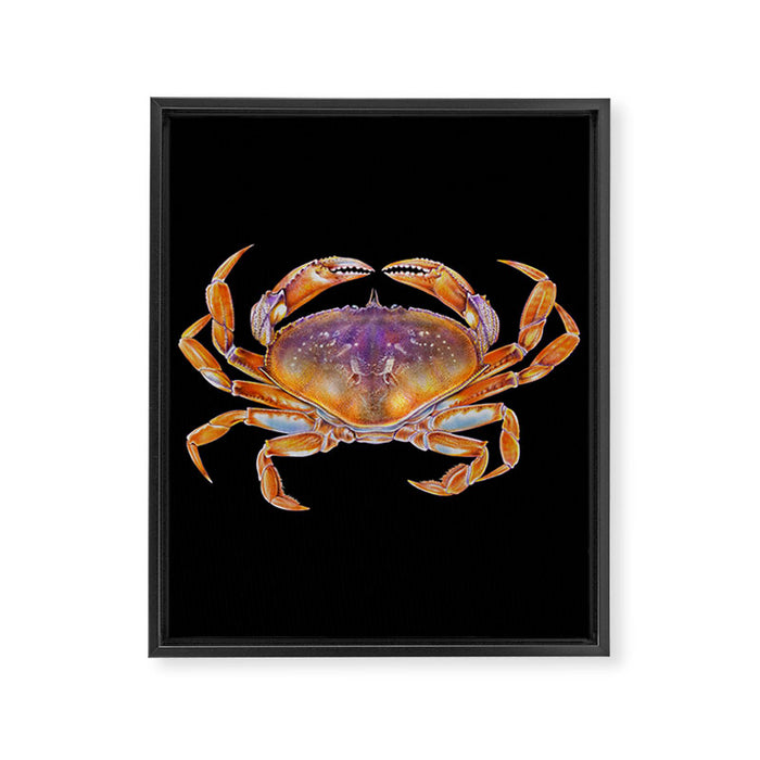 Dungeness crab Framed Canvas Print Gallery Image 1