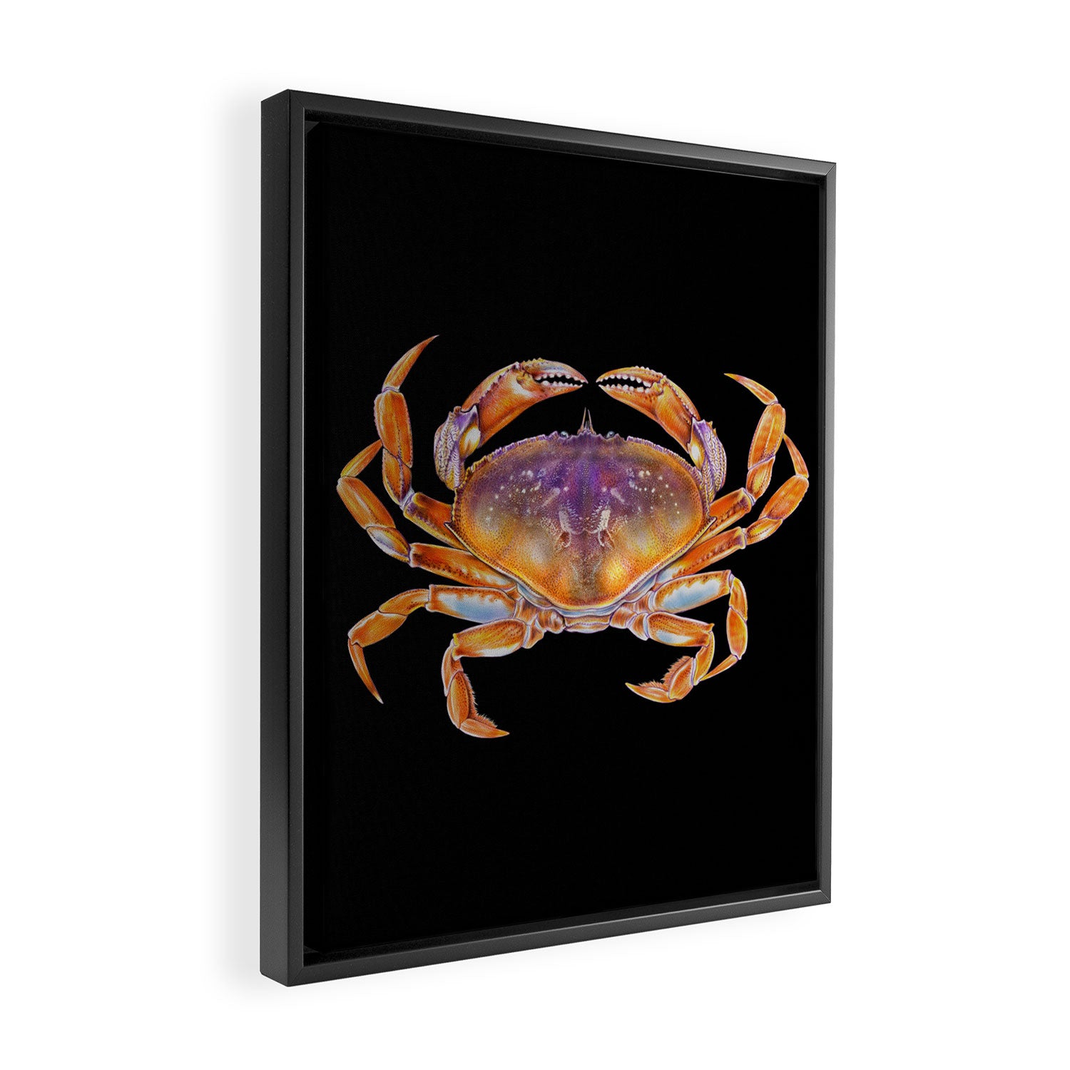 Dungeness crab Framed Canvas Print Gallery Image 2
