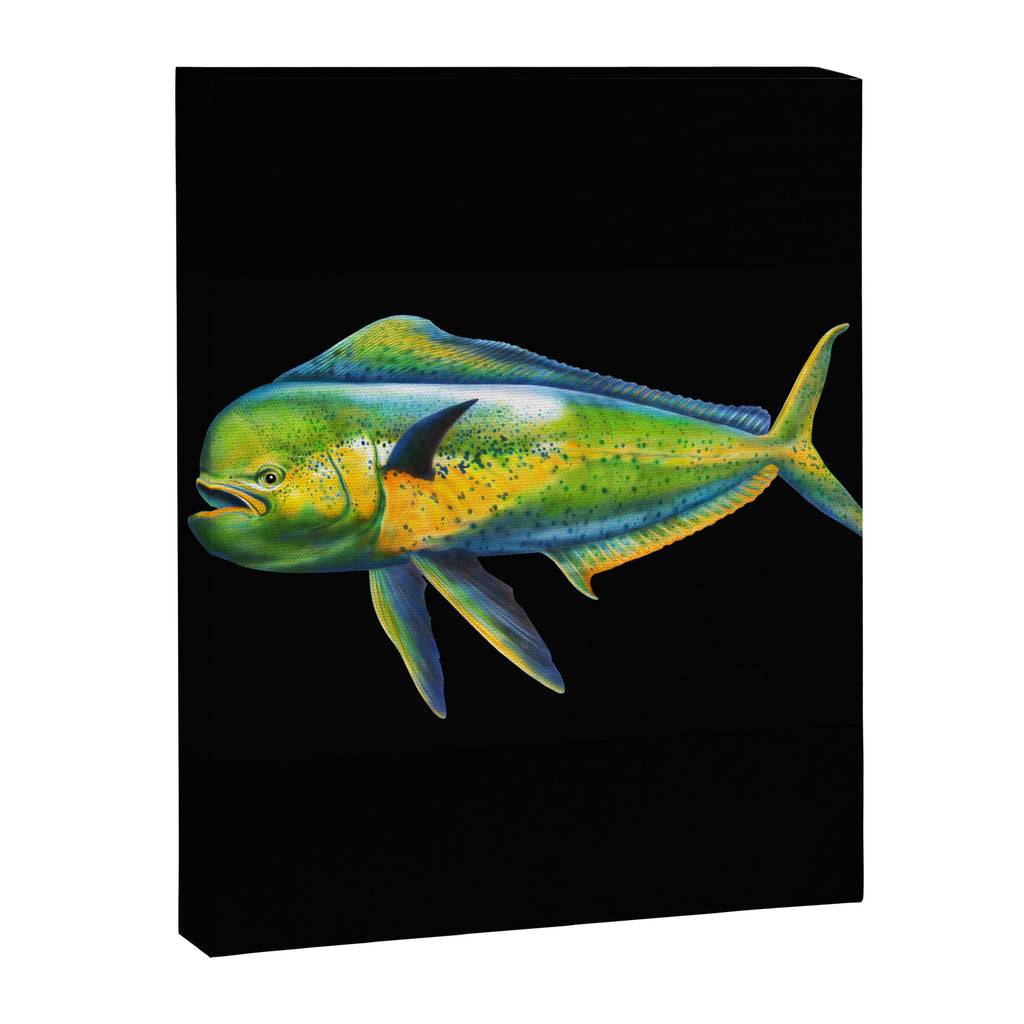 Mahi Mahi Canvas Print Gallery Image 8