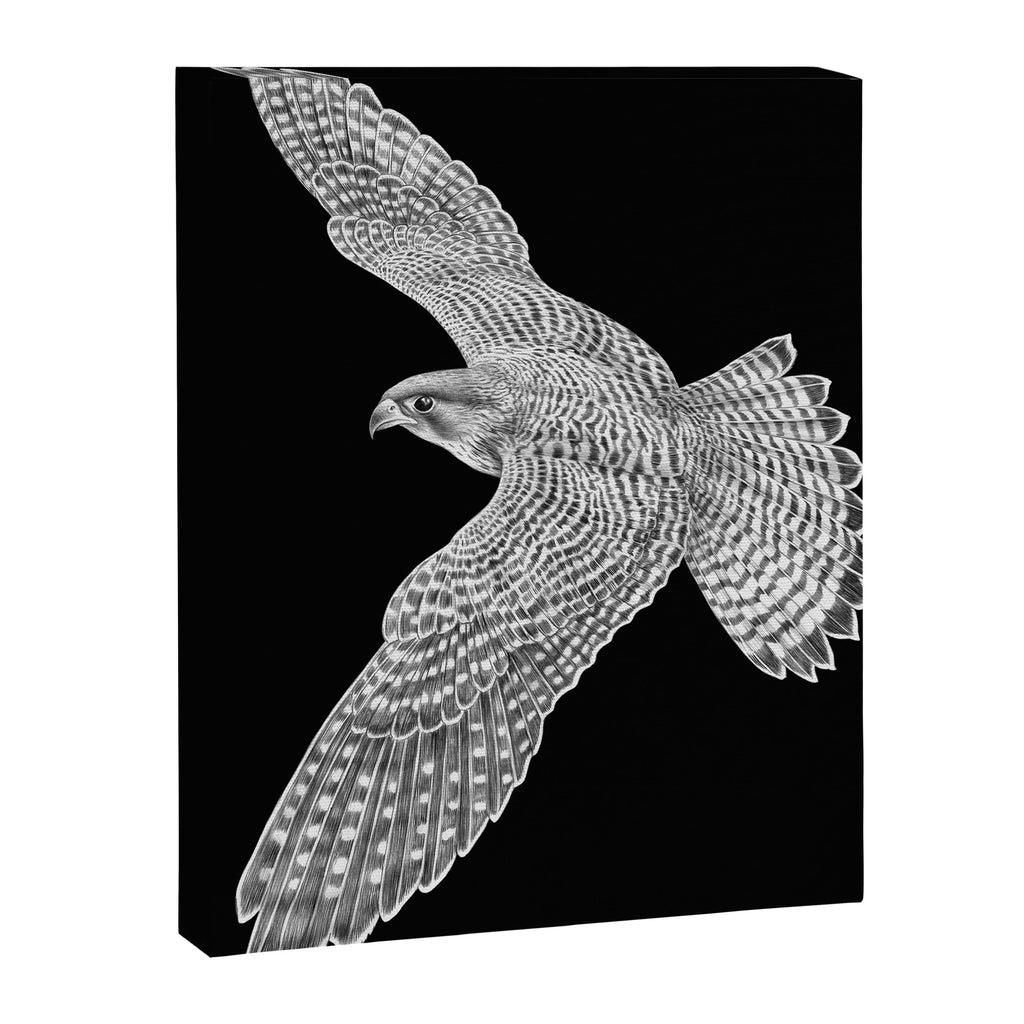 Peregrine Falcon Canvas Print Gallery Image 8