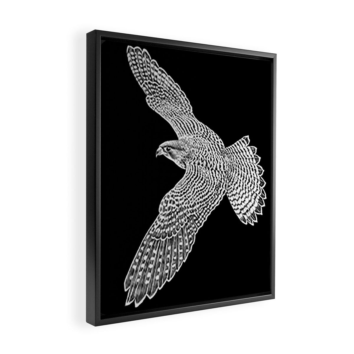 Peregrine Falcon Framed Canvas Print Gallery Image 2