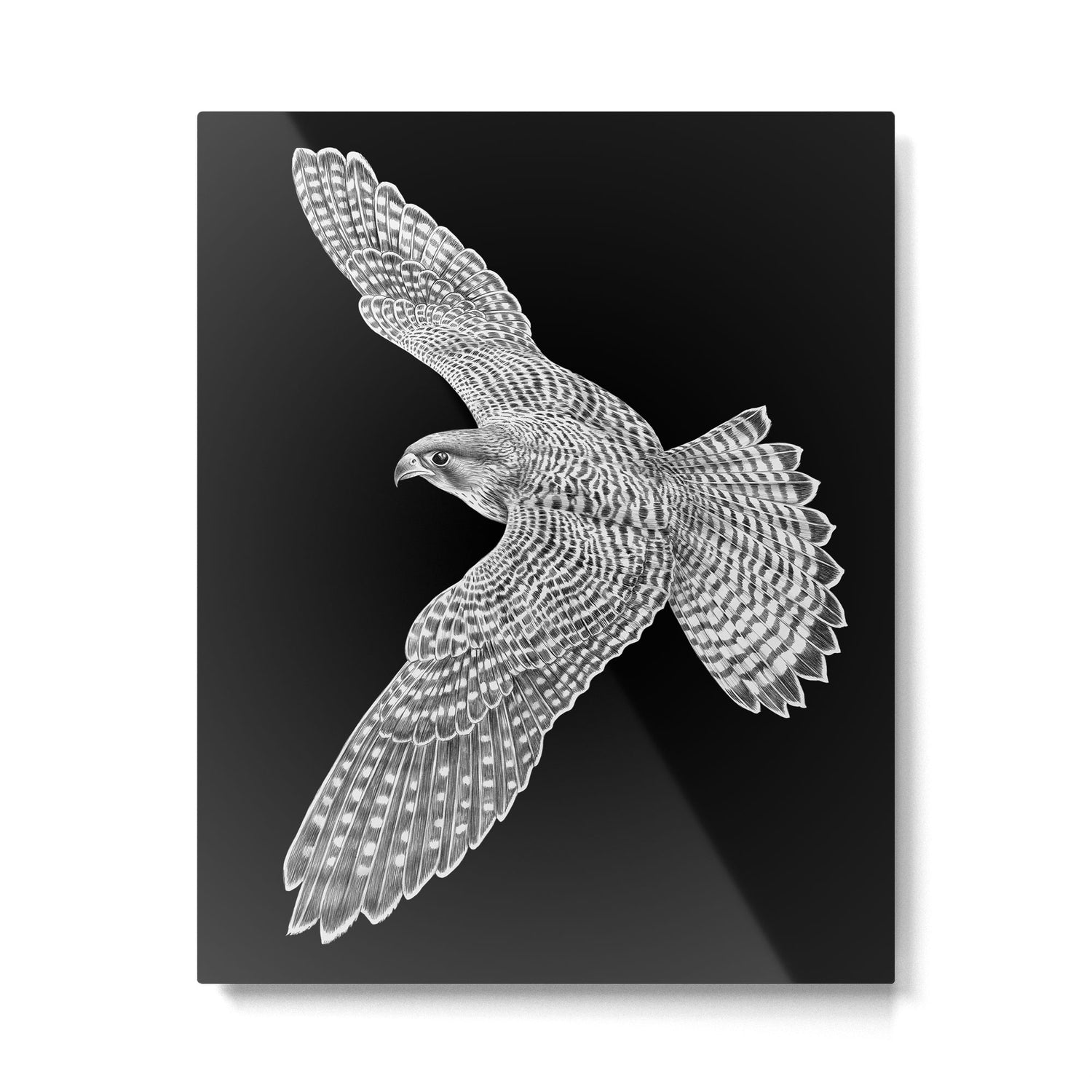 Peregrine Falcon Metal Print Gallery Image 6
