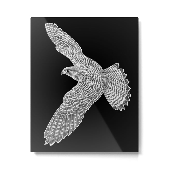Peregrine Falcon Metal Print Gallery Image 1