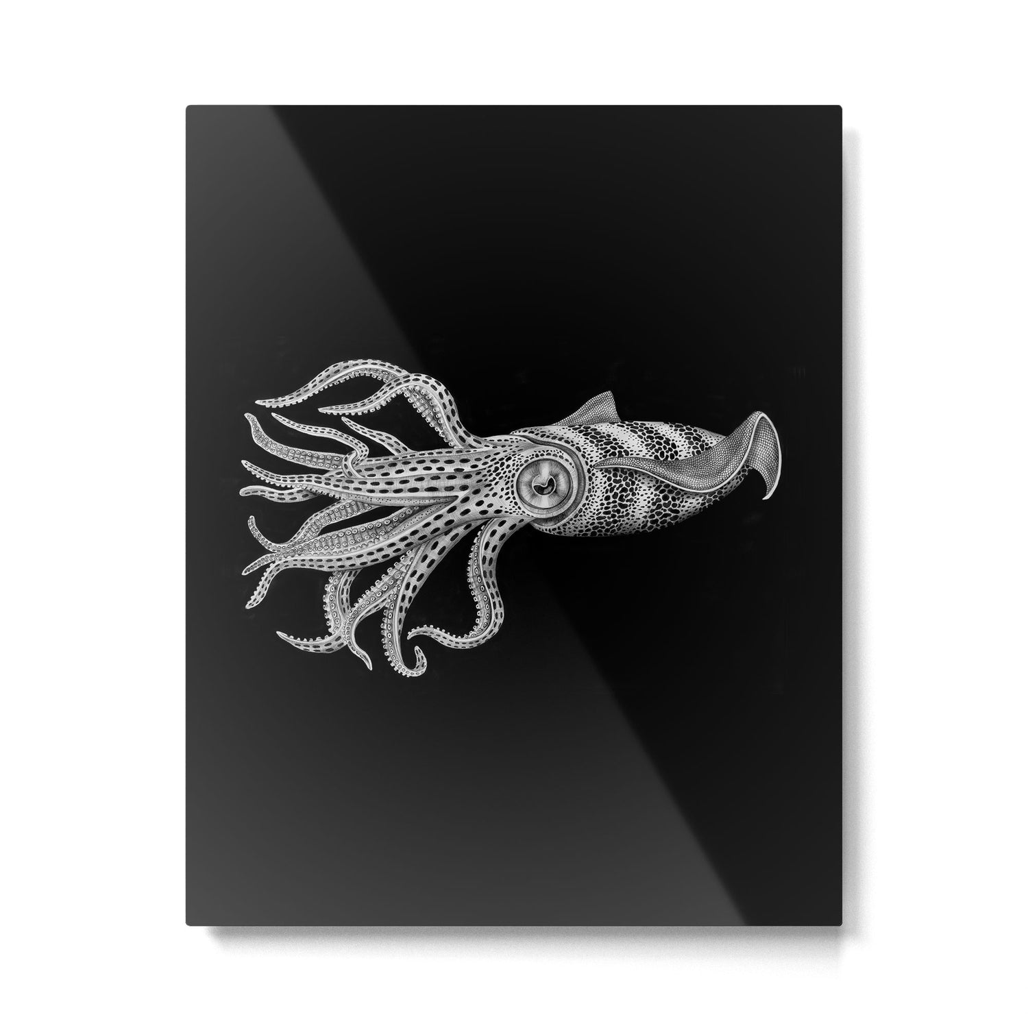 Squid Metal Print Gallery Image 6