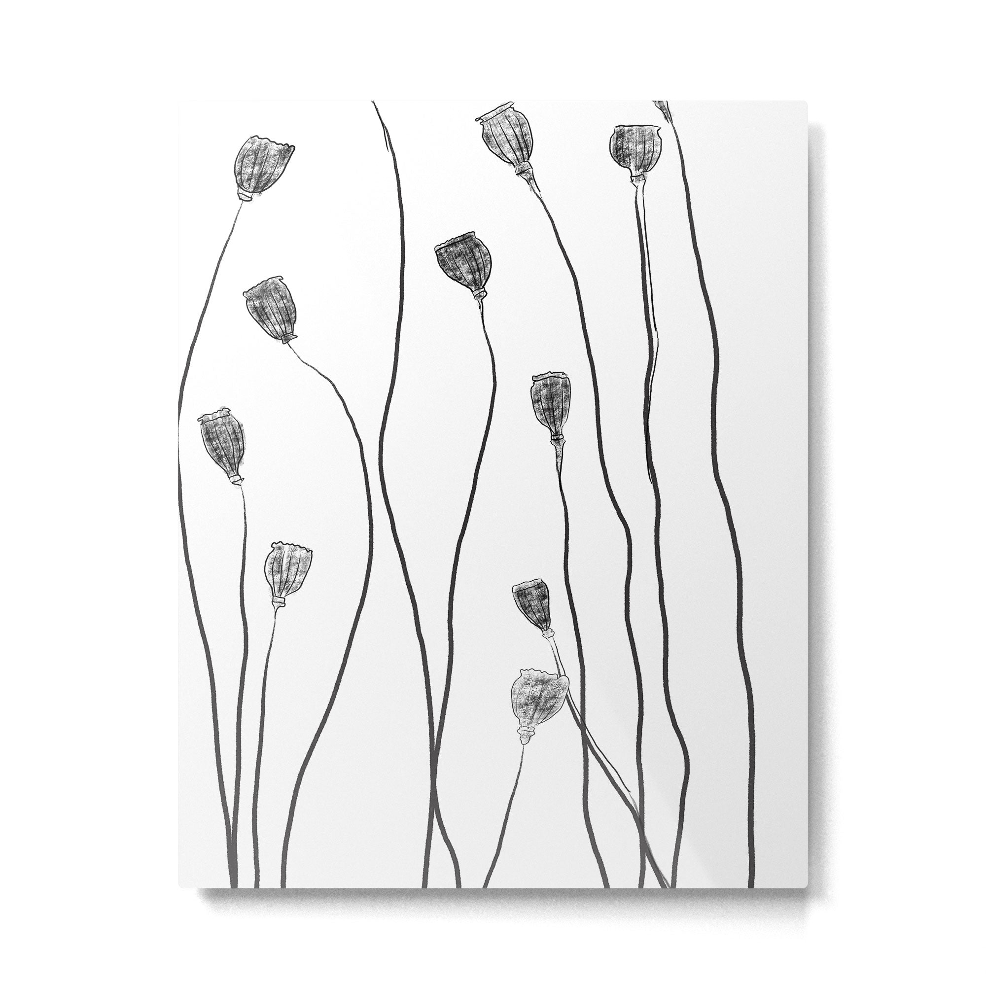 A group of poppy heads Metal Print Gallery Image 4