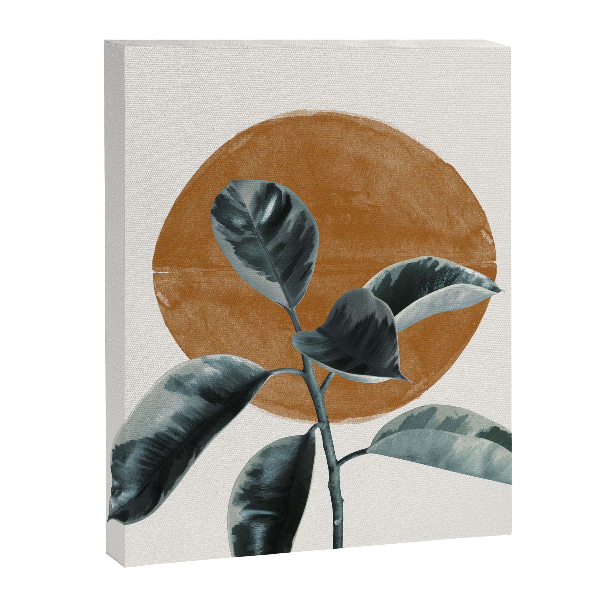 Fiscus by the sun Canvas Print Gallery Image 6
