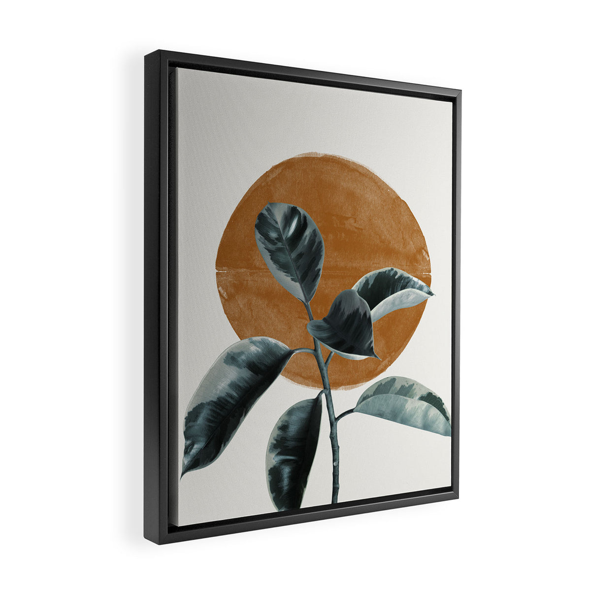 Fiscus by the sun Framed Canvas Print Gallery Image 2