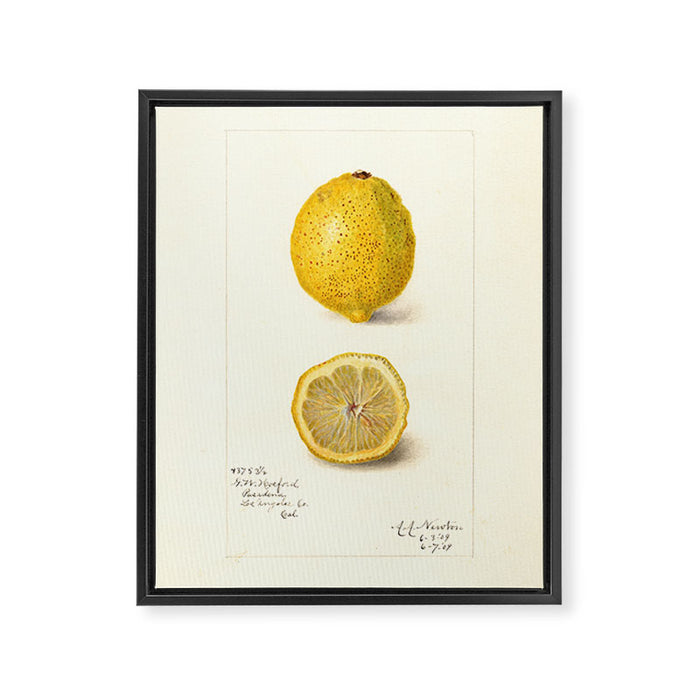 Vintage Lemon Botanical Illustration Antique Citrus Fruit Art with Yellow Tones Framed Canvas Print Gallery Image 1