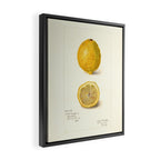 Vintage Lemon Botanical Illustration Antique Citrus Fruit Art with Yellow Tones Framed Canvas Print Gallery Image 2