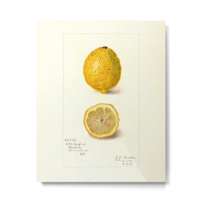 Vintage Lemon Botanical Illustration Antique Citrus Fruit Art with Yellow Tones Metal Print Gallery Image 1