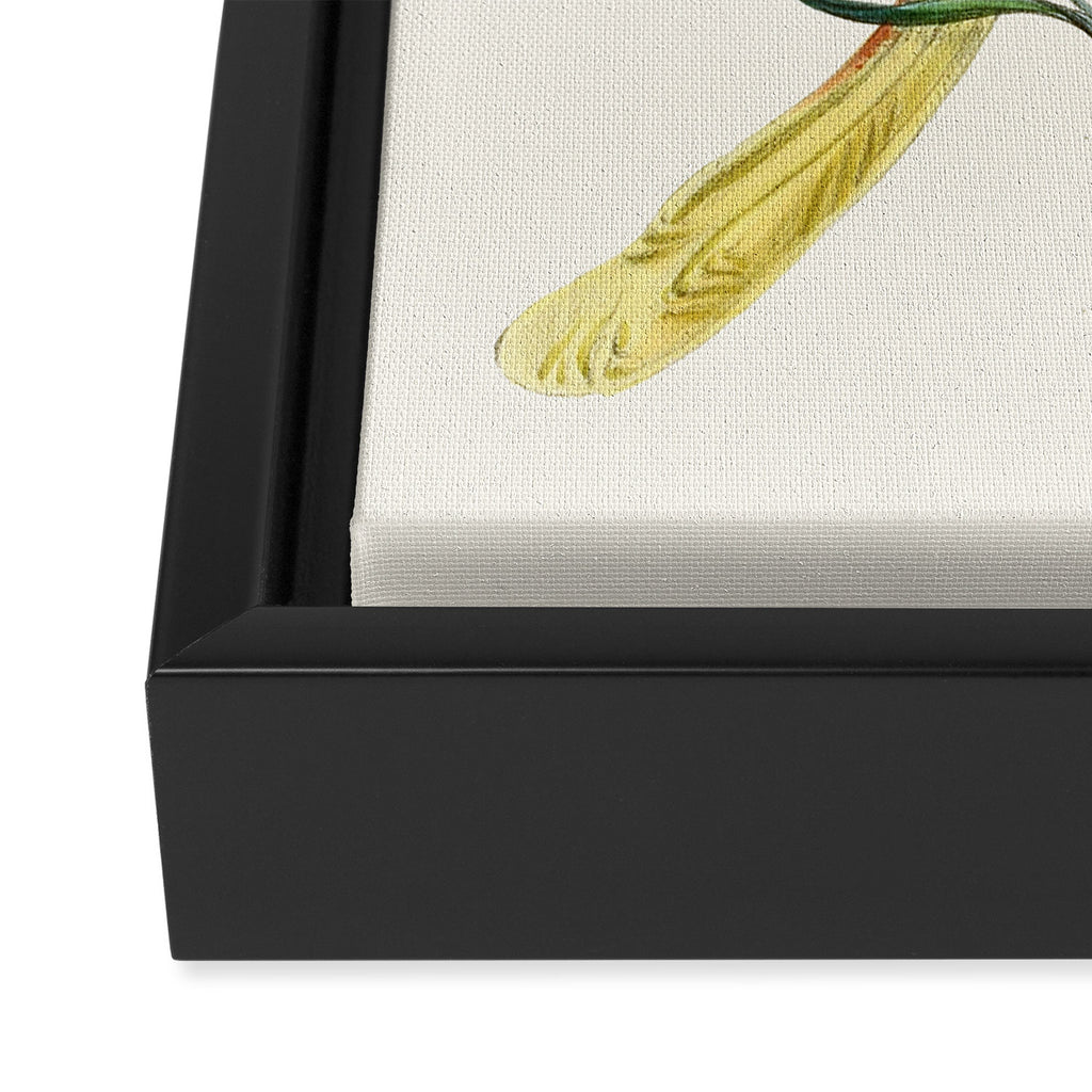 Vintage Yellow Luna Moth with Wildflowers Framed Canvas Print Gallery Image 3