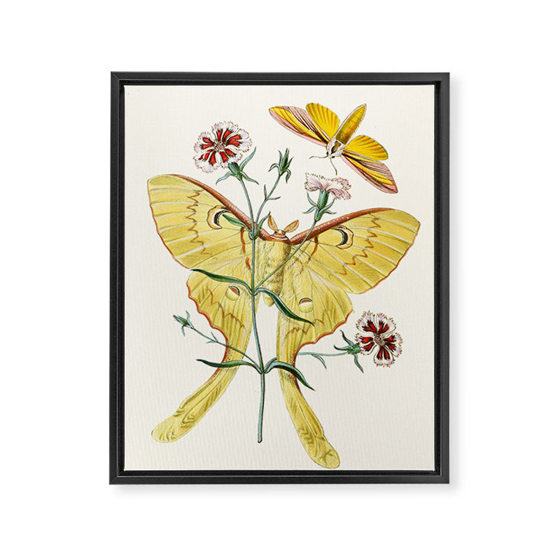Vintage Yellow Luna Moth with Wildflowers Framed Canvas Print Gallery Image 6