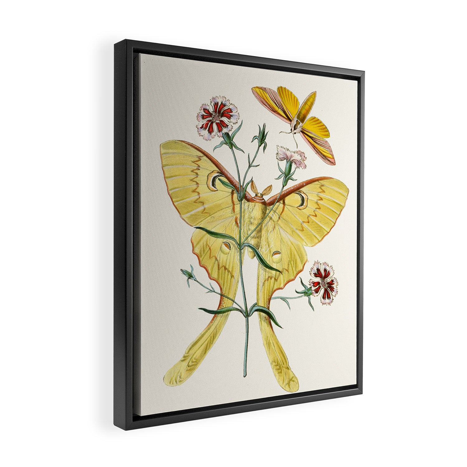 Vintage Yellow Luna Moth with Wildflowers Framed Canvas Print Gallery Image 2