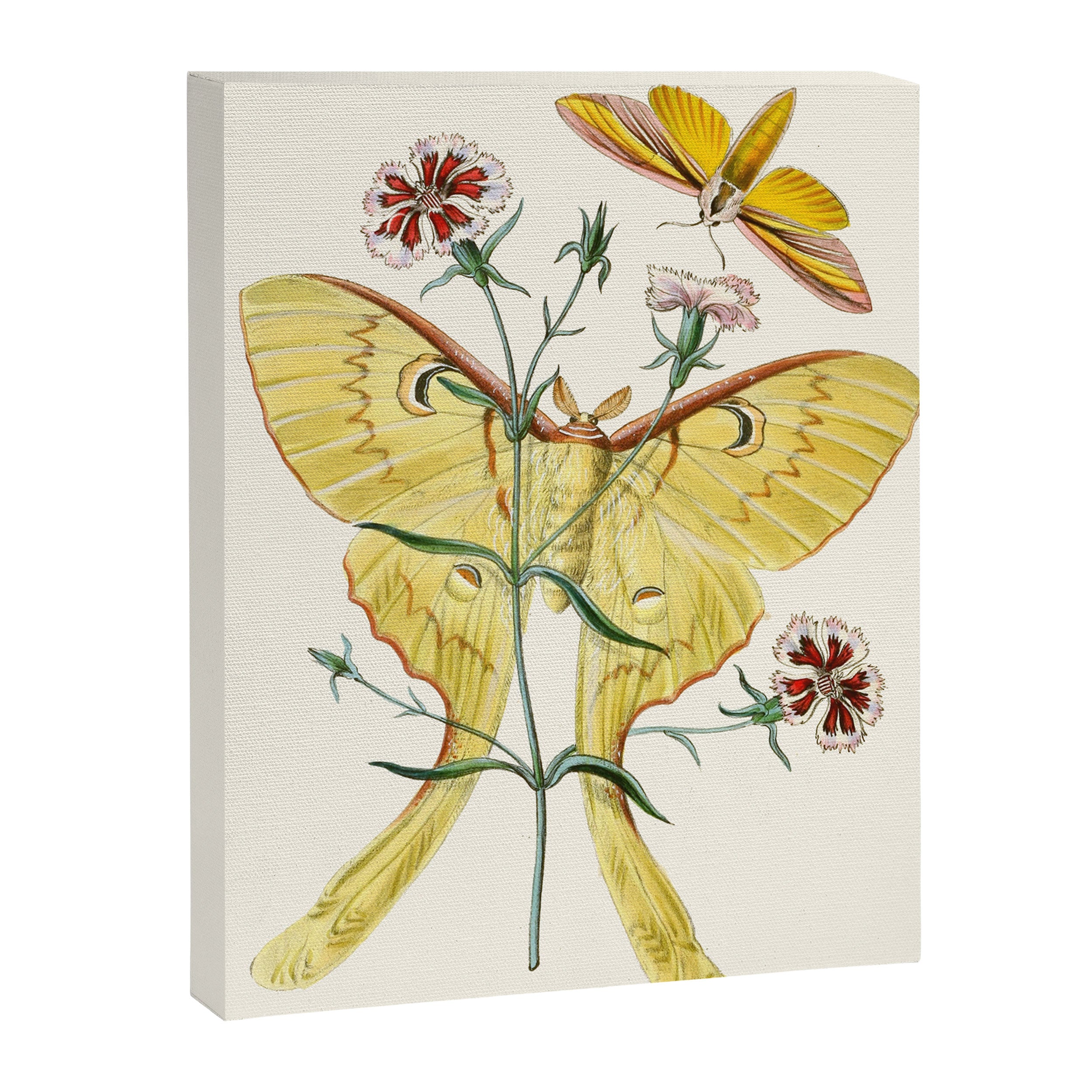 Vintage Yellow Moth with Wildflowers Natural History Insect Design Canvas Print Gallery Image 6