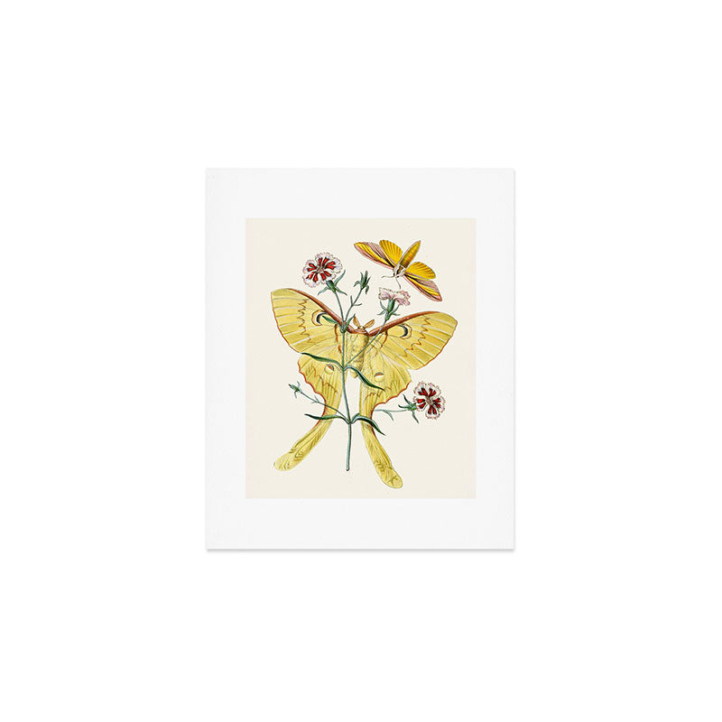 Vintage Yellow Moth with Wildflowers Natural History Insect Design Art Print Gallery Image 1