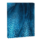 Whale Shark Stars Canvas Print Gallery Image 6