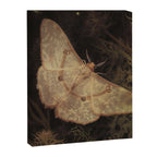 White Moth Insect Goth Dark Canvas Print Gallery Image 6