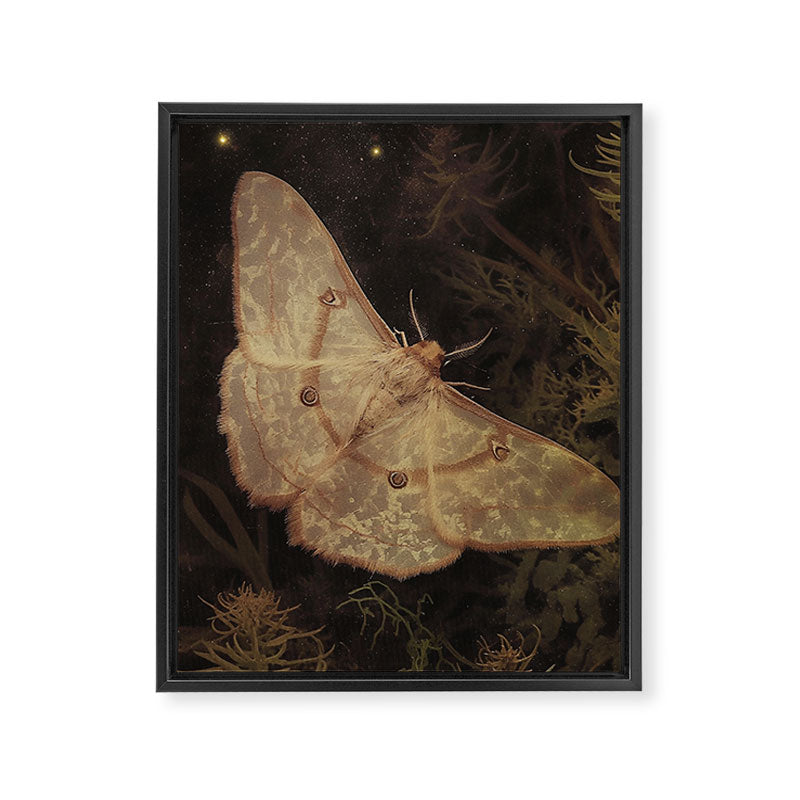 White Moth Insect Goth Dark Framed Canvas Print Gallery Image 6