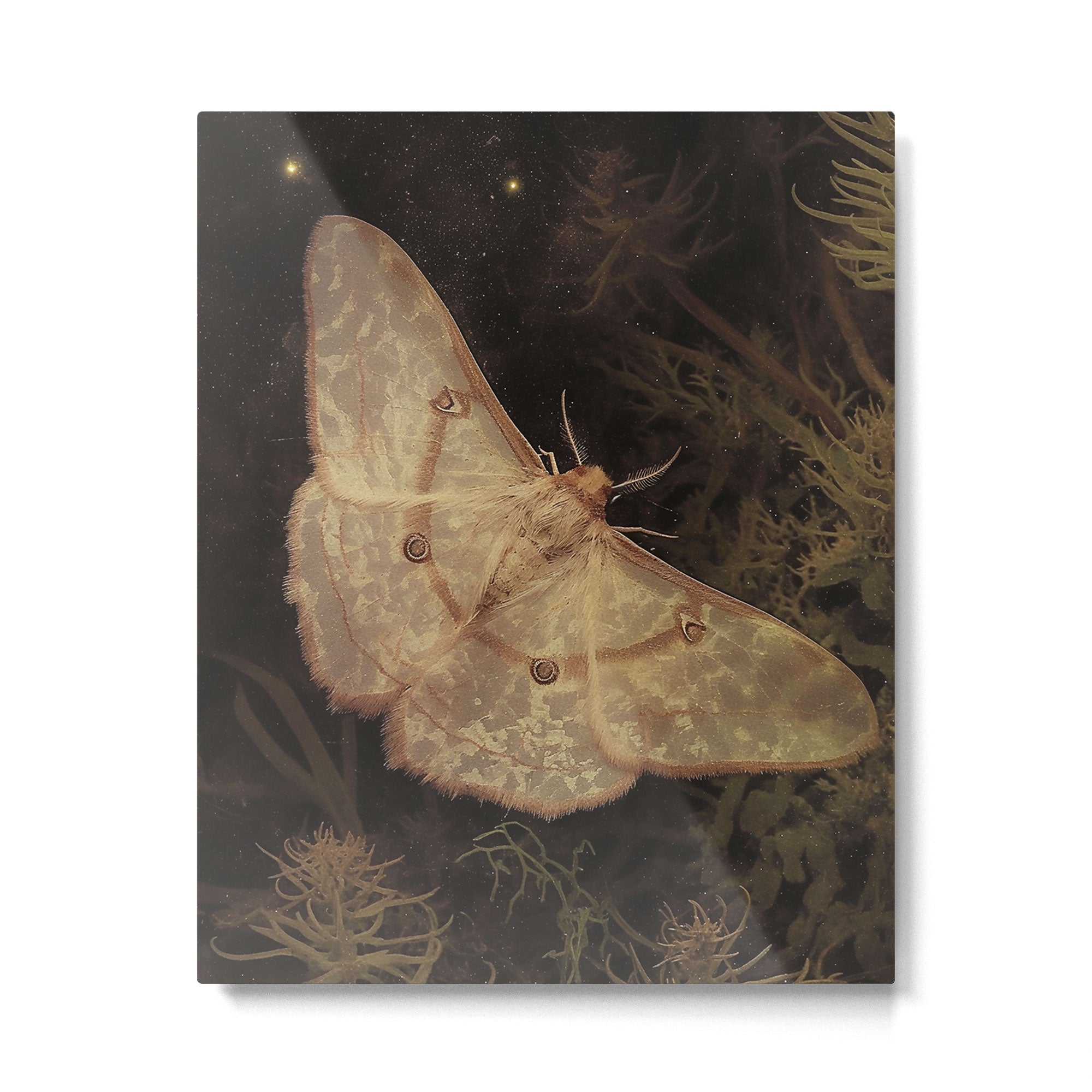 White Moth Insect Goth Dark Metal Print Gallery Image 4