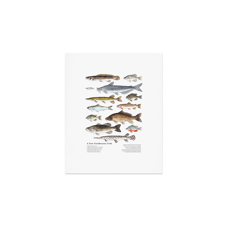 A Few Freshwater Fish Art Print Gallery Image 1