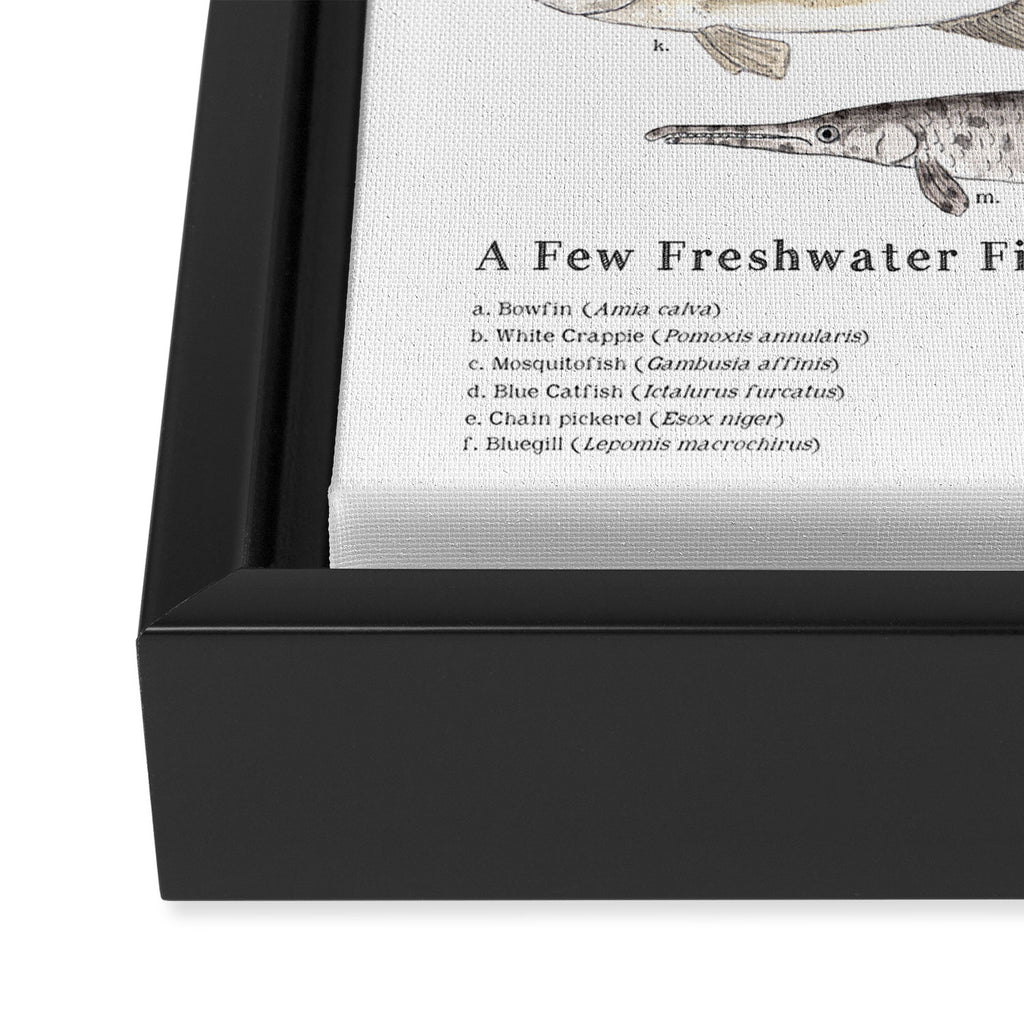 A Few Freshwater Fish Framed Canvas Print Gallery Image 3