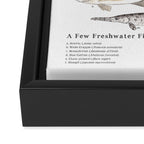 A Few Freshwater Fish Framed Canvas Print Gallery Image 3