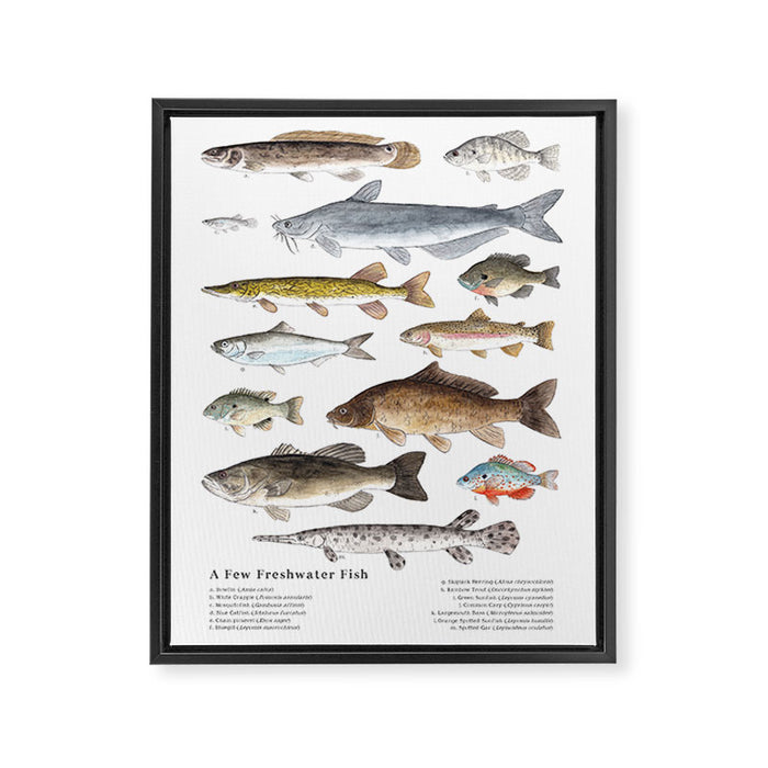A Few Freshwater Fish Framed Canvas Print Gallery Image 1