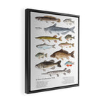 A Few Freshwater Fish Framed Canvas Print Gallery Image 2