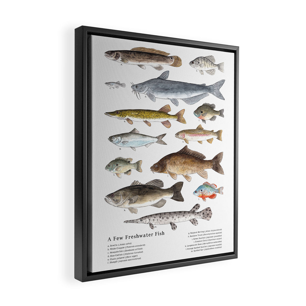 A Few Freshwater Fish Framed Canvas Print Gallery Image 2